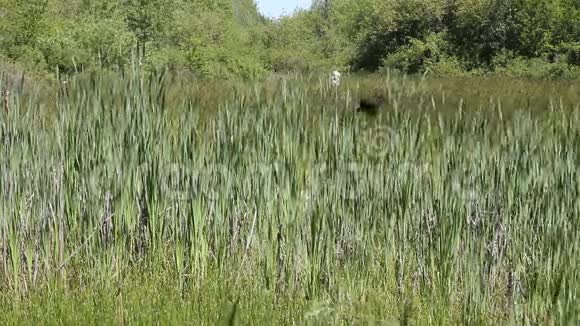 春天黑鸟在湿地的栖息地飞翔视频的预览图