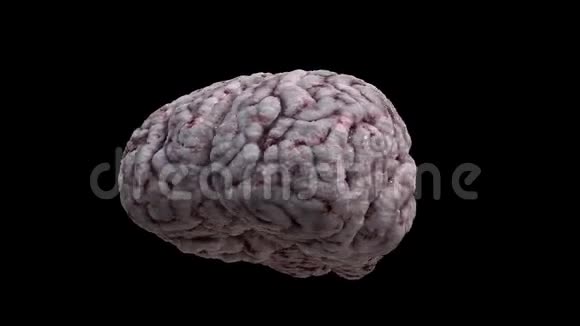 人脑在黑色背景上旋转3D渲染循环动画视频的预览图