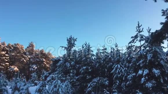 霜天的松树上覆盖着雪奇妙的冬季景观树木之间的阳光在树上视频的预览图