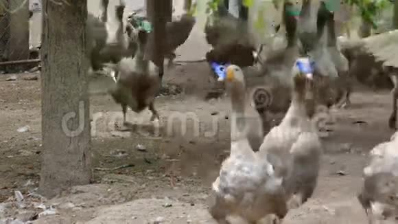 家鹅的育肥养殖视频的预览图