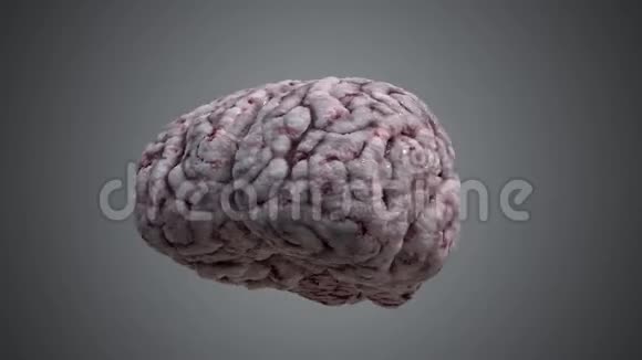 人类的大脑在旋转3D渲染循环动画视频的预览图