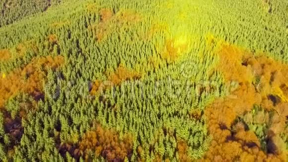 从五彩缤纷的秋天森林中观看视频的预览图