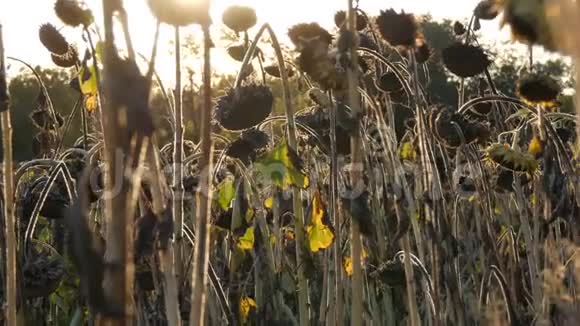田野里的干向日葵许多成熟的干向日葵秋收视频的预览图