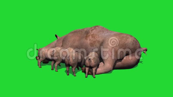 猪和仔猪绿色屏幕视频的预览图