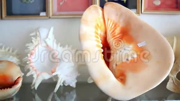 苏梅岛市场上漂亮的贝壳泰国视频的预览图