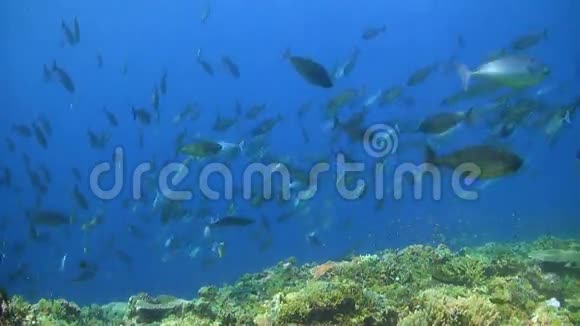 珊瑚礁上的独角兽学校视频的预览图