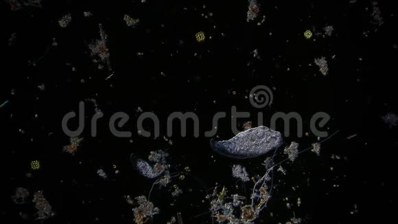 显微镜下池塘水中的微生物视频的预览图