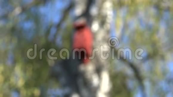 春天老桦树上的鸟巢视频的预览图