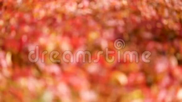 秋色观赏葡萄的早叶选择性重点视频的预览图