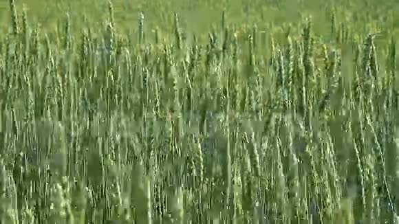 绿色麦田视频的预览图