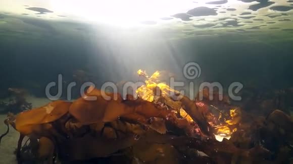 独特的拍摄潜水员水下在海底的冰白海视频的预览图