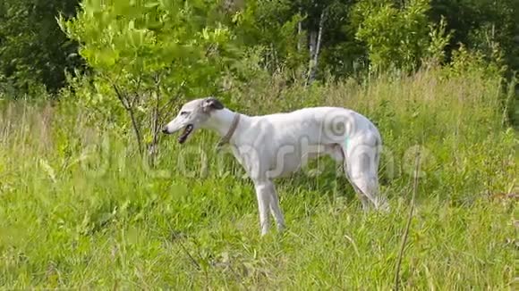 英国灰狗在一片绿色的草地上视频的预览图