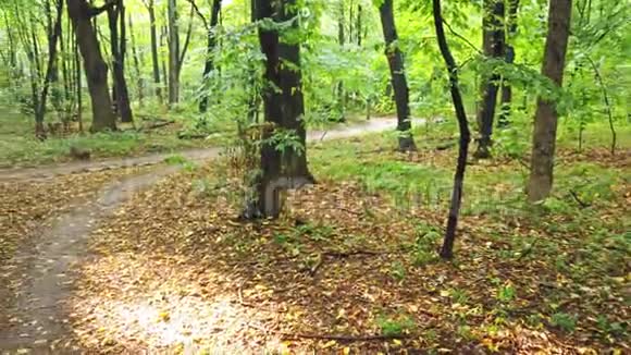 有树木小径和阳光的森林视频的预览图
