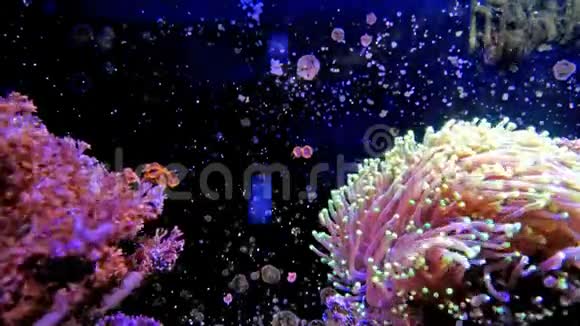 水箱里有漂亮的珊瑚视频的预览图