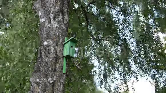 绿鸟屋筑巢箱挂在老桦树树干上视频的预览图