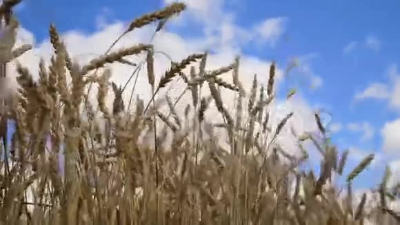 在田里合上麦穗视频的预览图