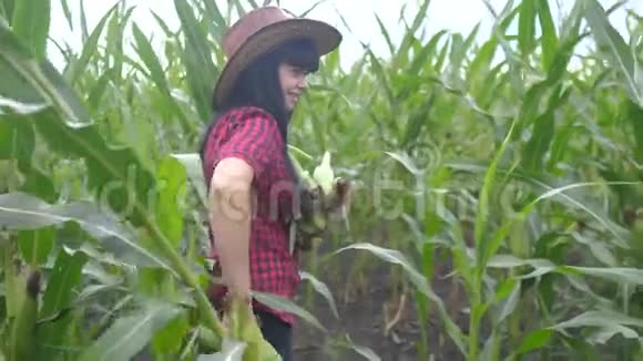聪明的生态收获农业耕作生活方式概念农民女孩植物研究员收割玉米芯视频的预览图