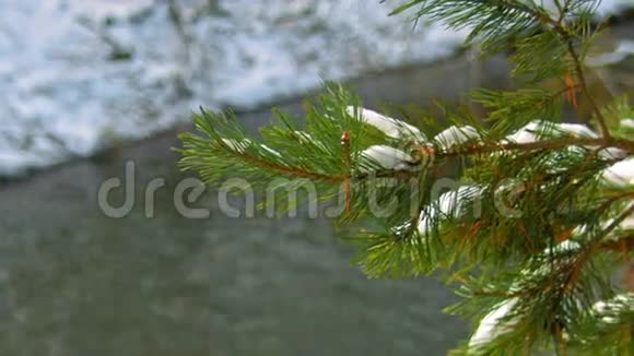 绿色云杉枝上的雪视频的预览图