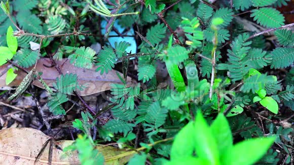 害羞植物含羞草当你触摸时它靠近树叶视频的预览图