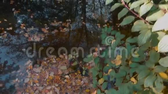 秋天湖畔落叶和树木倒影视频的预览图