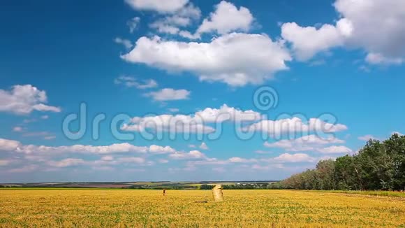 夏季野外景观视频的预览图