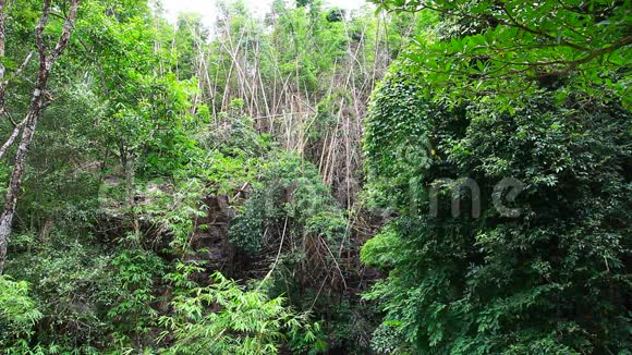 热带森林的瀑布视频的预览图