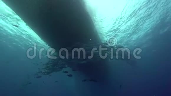 曼塔雷曼塔比罗斯里斯和潜水员在位于Revillagigedo群岛的Sanbenedicto岛附近的ElBoilier岩石视频的预览图