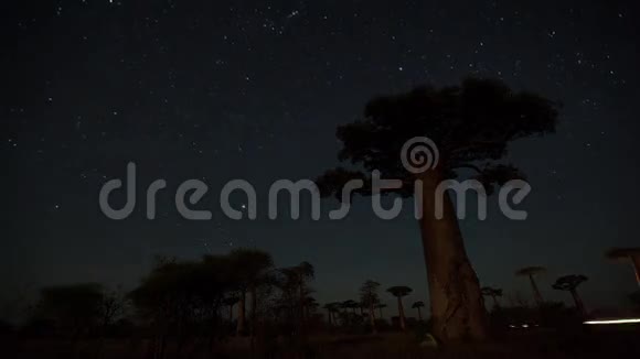 星空和猴面包树视频的预览图
