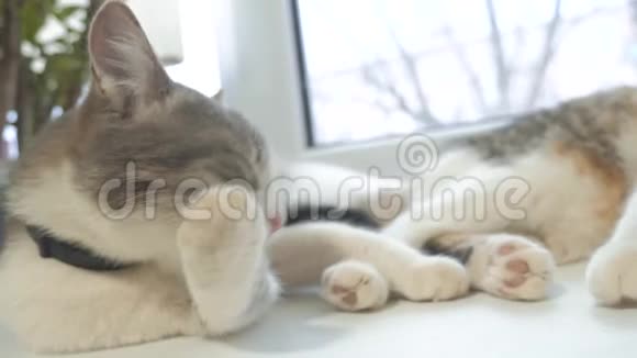 漂亮可爱的猫在窗台上舔爪子房间背景上有有趣的情绪慢动作视频猫视频的预览图