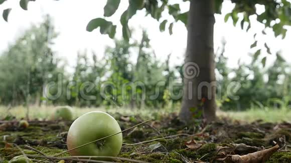 花园里有水果草地上有苹果视频的预览图