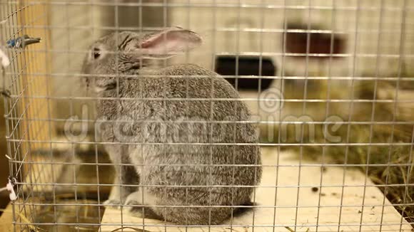 小兔子种灰色银色的下巴视频的预览图