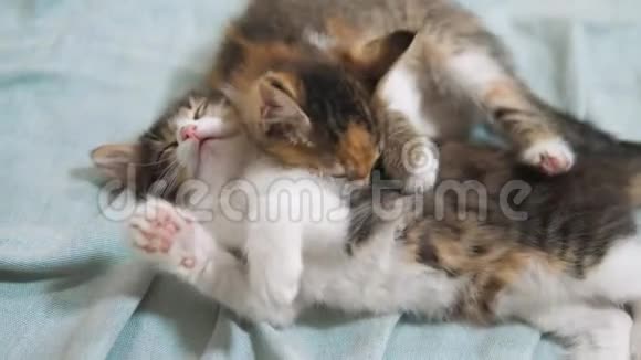 白两只小猫玩着睡觉互相咬着两只有趣的咬打架好玩的小毛猫每只都在玩视频的预览图