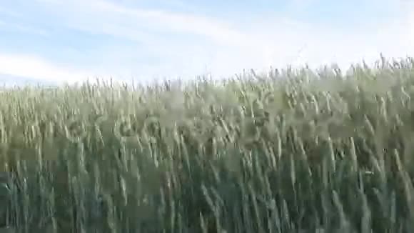 夏风盘自然背景下的麦田浪视频的预览图