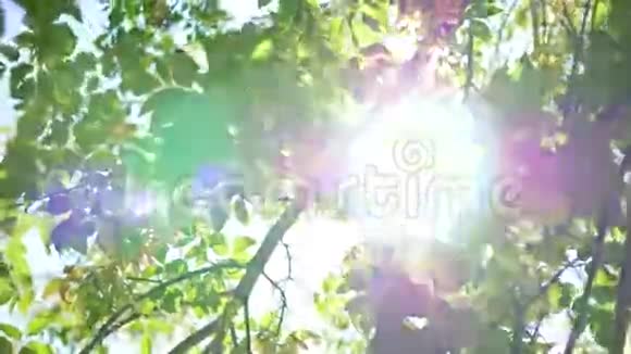 阳光透过树叶视频的预览图