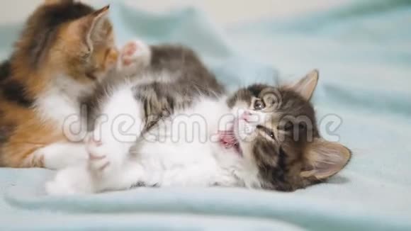白两只小猫玩着睡觉互相咬着两只好玩的小毛猫在打架视频的预览图