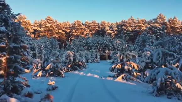 霜天的松树上覆盖着雪奇妙的冬季景观树木之间的阳光在树上视频的预览图