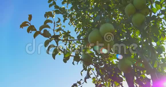 阳光下挂在树枝上的梨视频的预览图