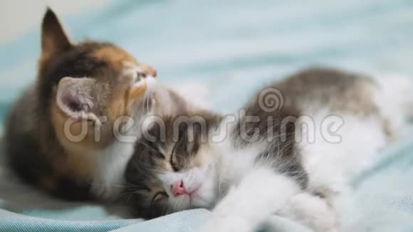 白两只小猫玩着睡觉互相咬着两只有趣的咬打架好玩的小毛猫每只都在玩视频的预览图