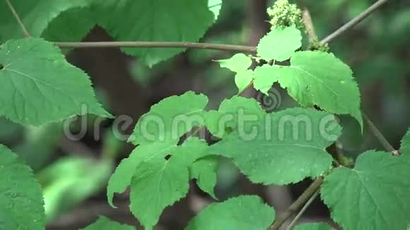 植物叶叶叶自然自然视频的预览图
