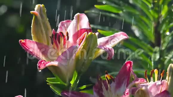 雨下粉红百合花视频的预览图