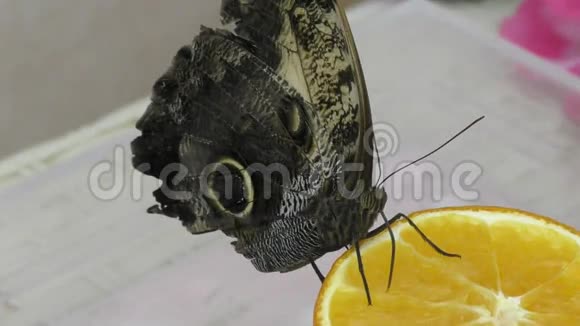 蝴蝶吃早餐橙汁视频的预览图