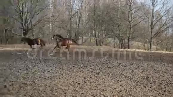 奔跑的马视频的预览图