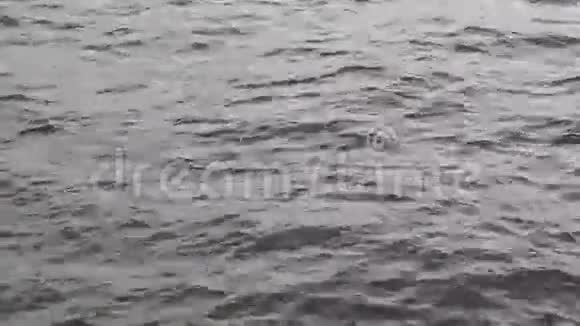 小河上的小水波视频的预览图