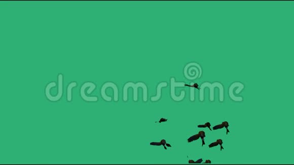 黑色的鸟在绿色的背景上飞翔视频的预览图