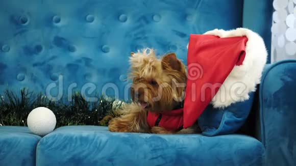 可爱的约克郡猎犬坐在蓝色沙发上视频的预览图
