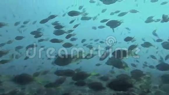 由珊瑚礁游来的五颜六色的鱼视频的预览图