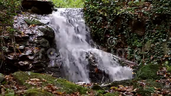 树林深处平静的小溪瀑布视频的预览图