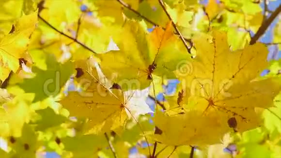 黄枫叶秋天视频的预览图
