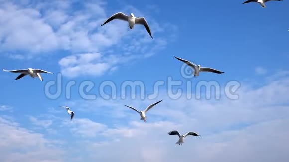蓝天和鸟儿飞翔视频的预览图