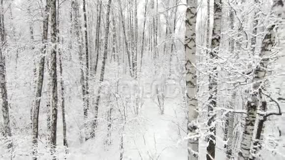 冬季森林的鸟瞰图视频的预览图